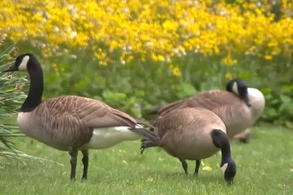 "New Jersey Town Plans Geese Culling Over Park Sanitation Concerns"