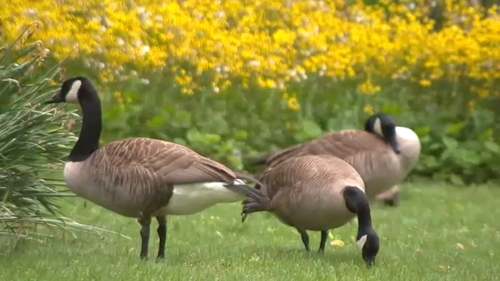 "New Jersey Town Plans Geese Culling Over Park Sanitation Concerns"