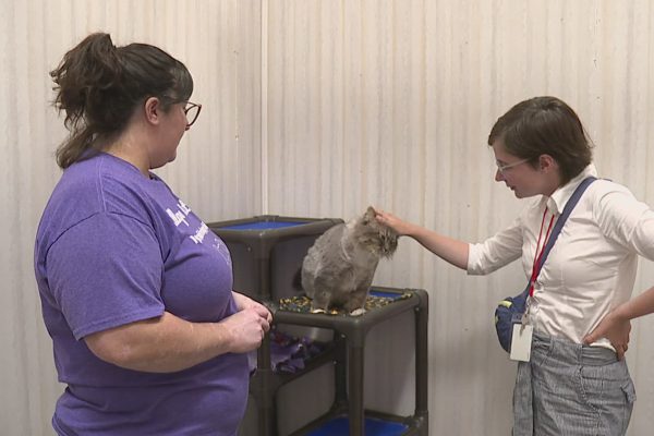 Pizza Delivery Driver’s Generous Tip Helps Muscatine Animal Shelter