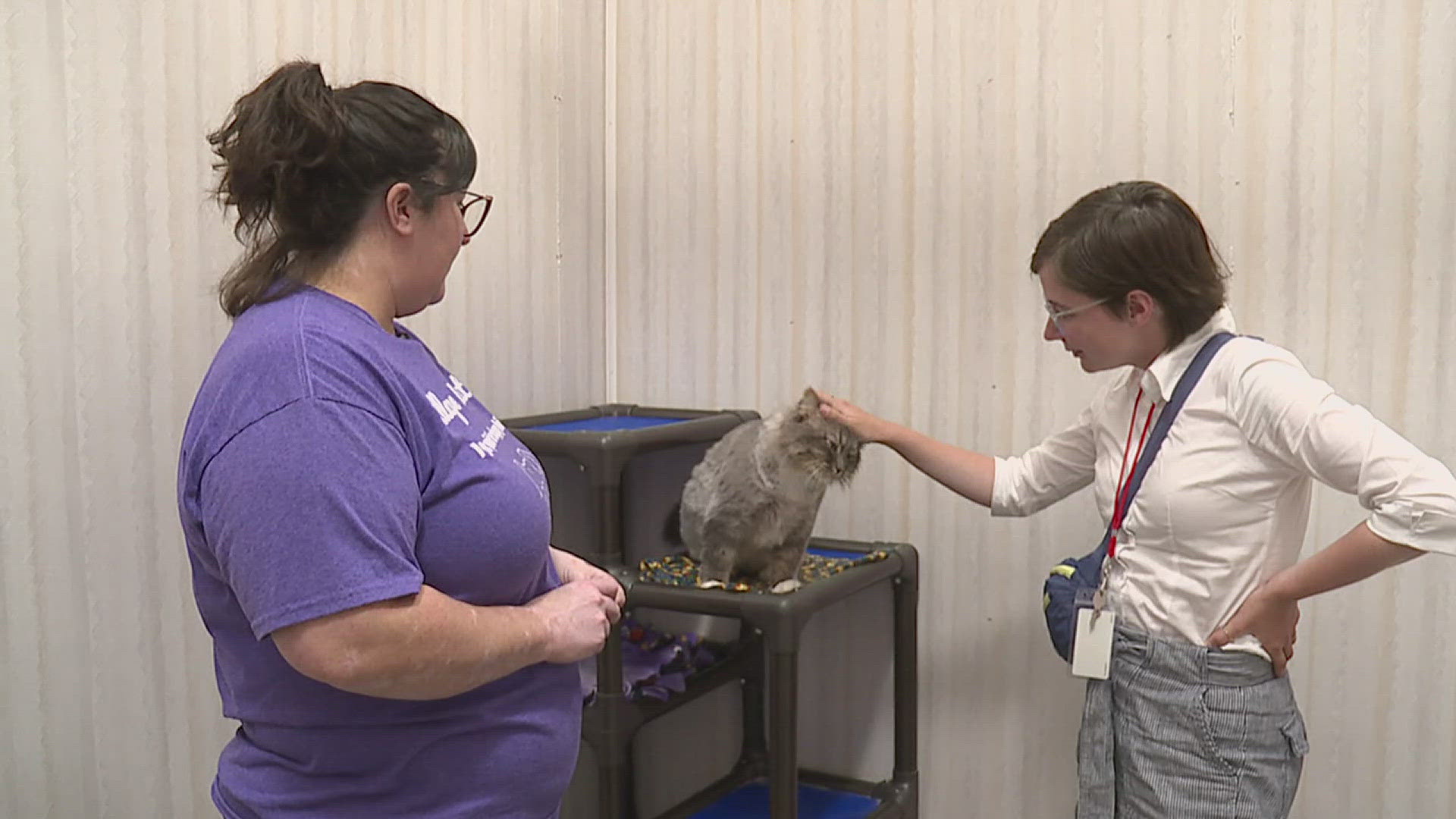 Pizza Delivery Driver’s Generous Tip Helps Muscatine Animal Shelter