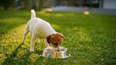 Illinois Veterinarians Advise Pet Owners on Protecting Pets During Summer Heat