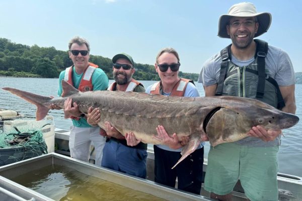 Enormous 220-Pound Fish Caught in Hudson River Amazes Anglers