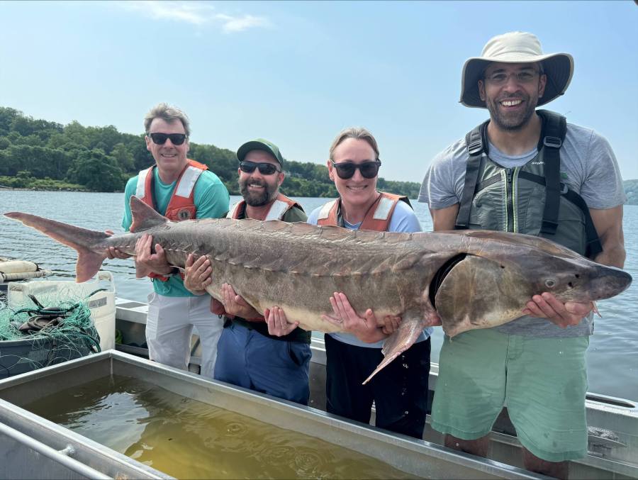 Enormous 220-Pound Fish Caught in Hudson River Amazes Anglers