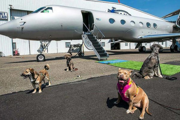 BARK Air Expands Airline Services Catered Specifically for Dogs in Chicago