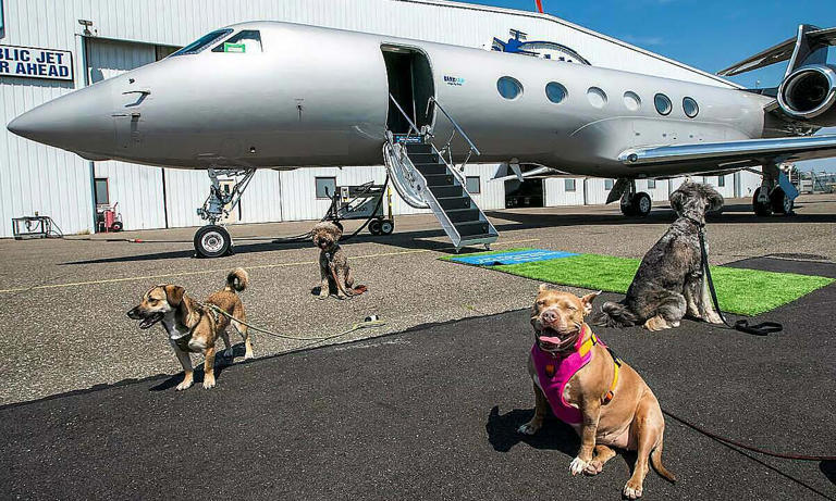 BARK Air Expands Airline Services Catered Specifically for Dogs in Chicago