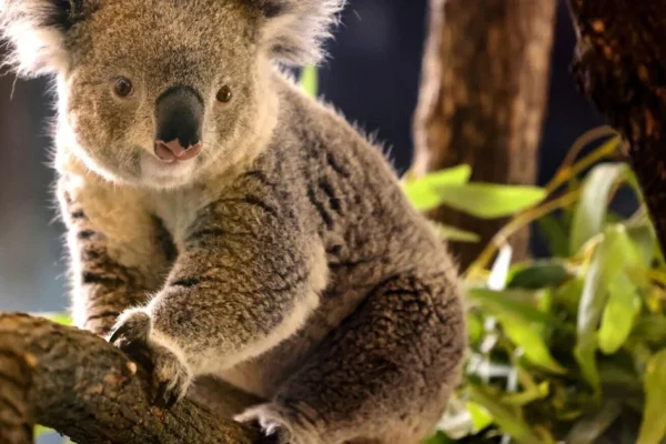 Historic First: Koalas at Brookfield Zoo Chicago After 90 Years