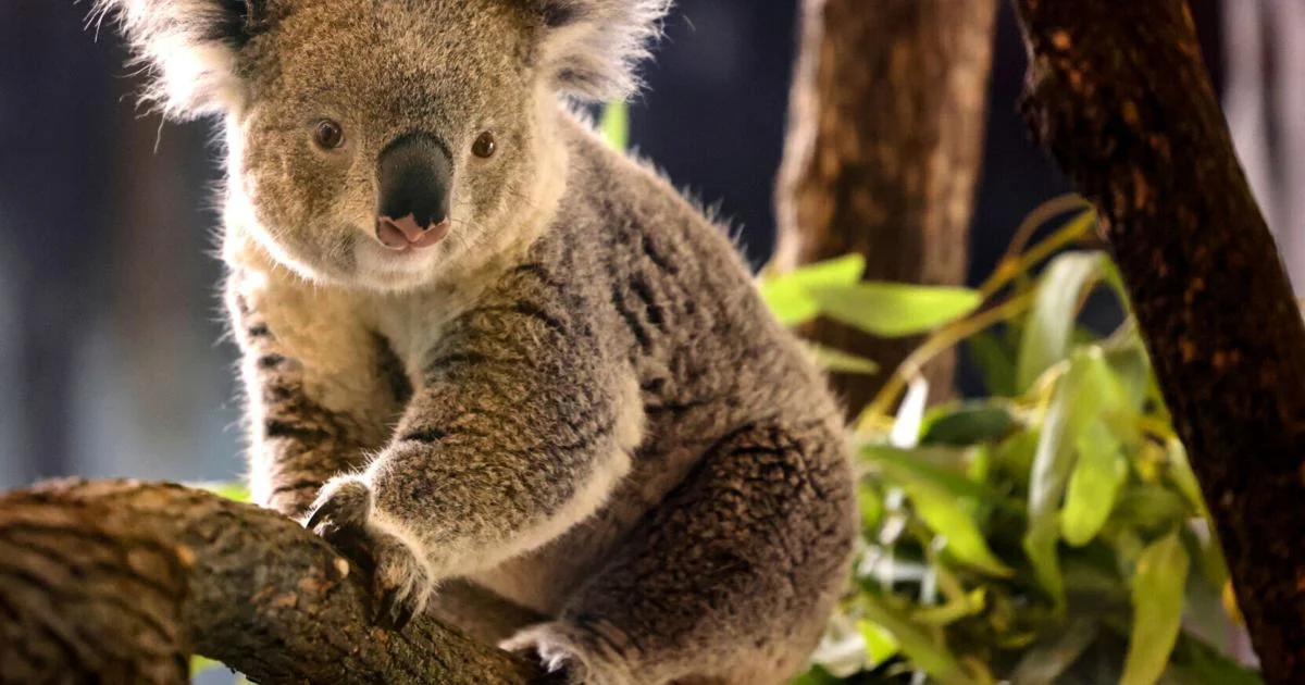 Historic First: Koalas at Brookfield Zoo Chicago After 90 Years