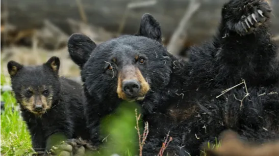 Florida Enacts Law Permitting Residents to Shoot Bears