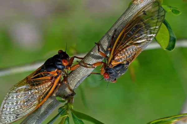 Managing the Aftermath of the 2024 Illinois Cicada Emergence: Tips on Dealing with Netting and Dead Bugs