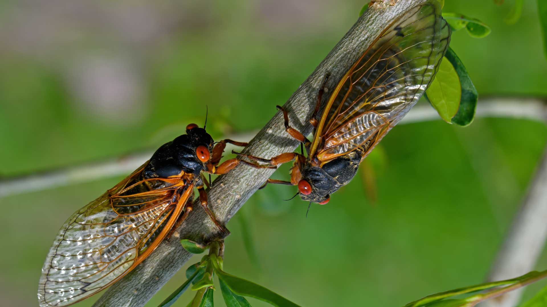 Managing the Aftermath of the 2024 Illinois Cicada Emergence: Tips on Dealing with Netting and Dead Bugs