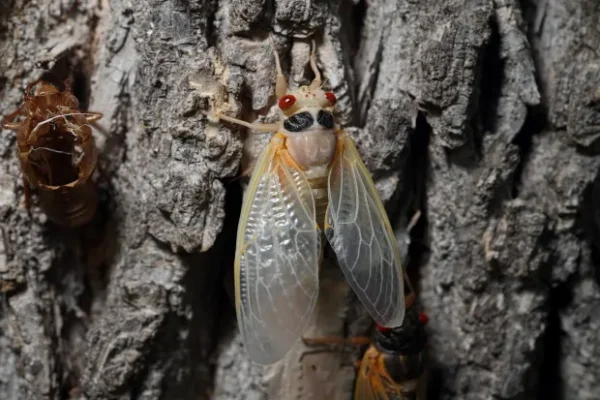 Early Emergence of 17-Year Cicadas in Chicago Marks a Rare Natural Event