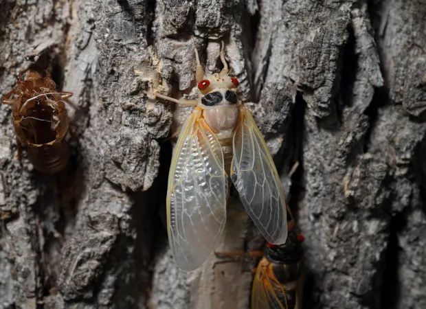 Early Emergence of 17-Year Cicadas in Chicago Marks a Rare Natural Event