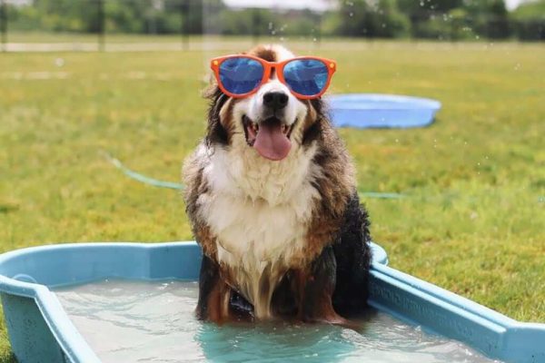 Summer Heat Alert: Illinois Vets Urge Caution for Pet Owners