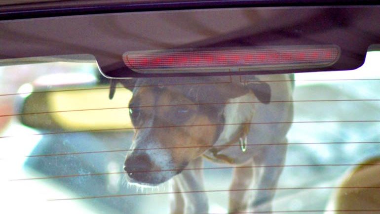 Illinois Veterinarians Advise Pet Owners on Protecting Pets During Summer Heat