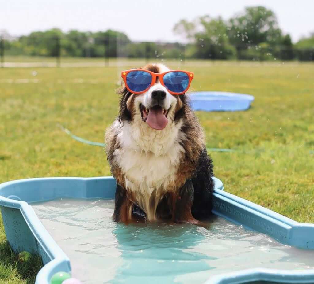 Summer Heat Alert: Illinois Vets Urge Caution for Pet Owners