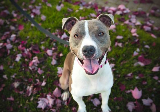 After 420 Days in Shelter, Midwest Dog Finds Forever Home