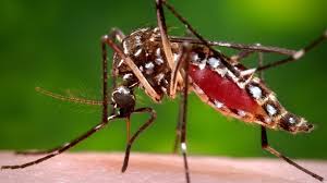 Illinois Enhances Mosquito Control Efforts After West Nile Virus Detected Across 13 Counties