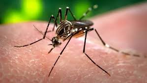 West Nile Virus Detected in Illinois Mosquitoes Raises Public Health Concerns