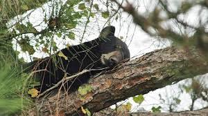 Florida Enacts Law Permitting Residents to Shoot Bears