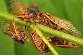 As Illinois Cicadas Quiet Down, Another Species Set to Emerge