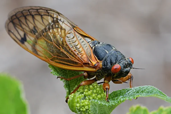 As Illinois Cicadas Quiet Down, Another Species Set to Emerge