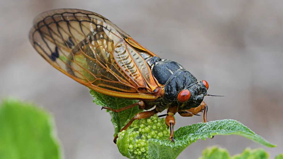 As Illinois Cicadas Quiet Down, Another Species Set to Emerge