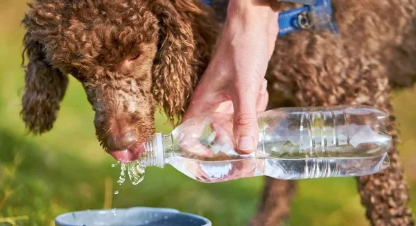 State Veterinary Medical Association Shares Tips for Keeping Pets Safe in the Heat