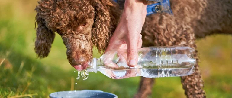 State Veterinary Medical Association Shares Tips for Keeping Pets Safe in the Heat