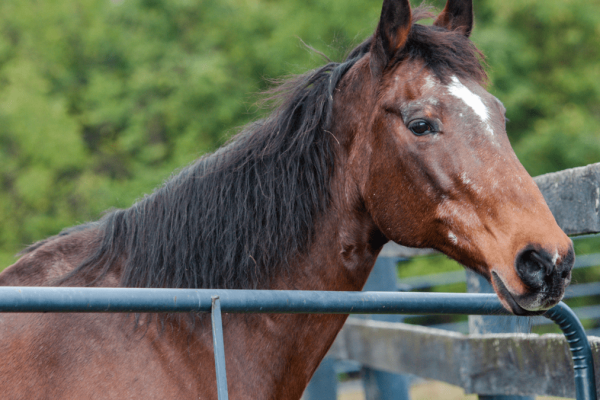 Heartwarming Ceremony Honors Senior Horse's Journey to Rainbow Bridge