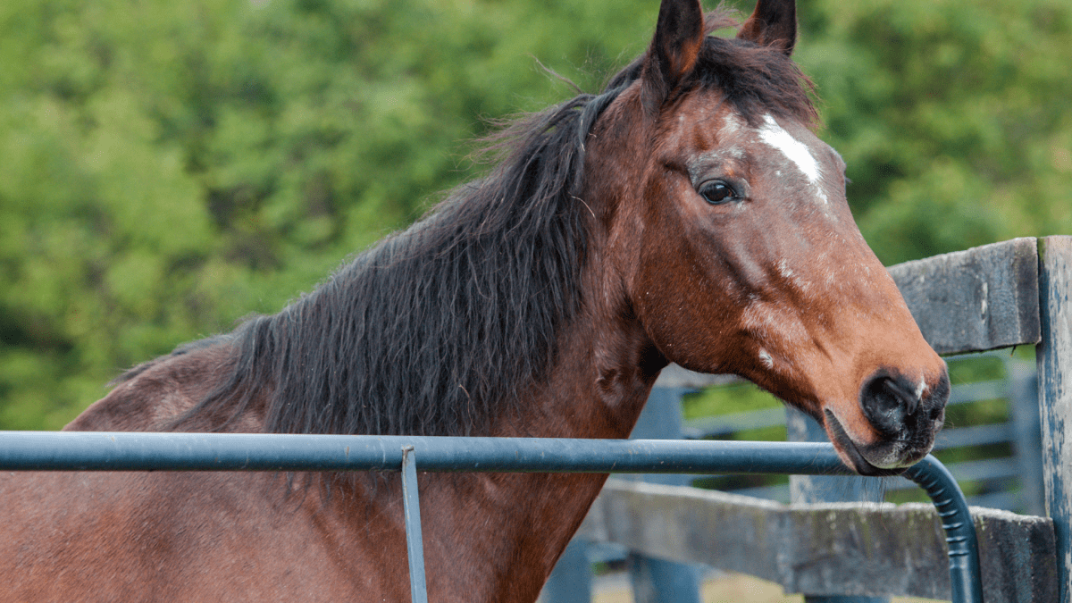 Heartwarming Ceremony Honors Senior Horse's Journey to Rainbow Bridge