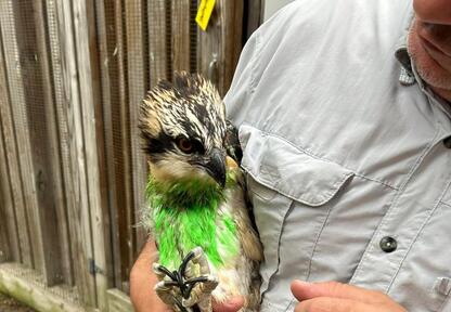 Osprey Comeback: Illinois and Massachusetts Join Forces to Restore Raptor Numbers