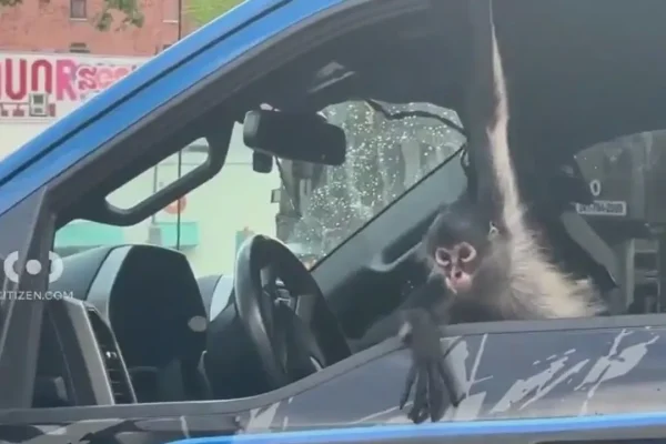 Bronx Tow Truck Surprise: Monkey Spotted Relaxing Inside Vehicle