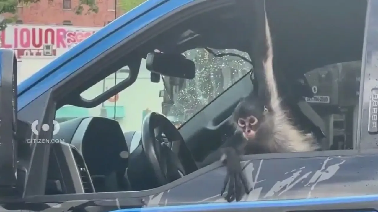 Bronx Tow Truck Surprise: Monkey Spotted Relaxing Inside Vehicle