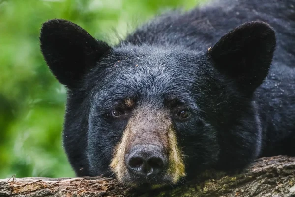 Rare Black Bear Spotted in Illinois: Sixth Sighting in 16 Years