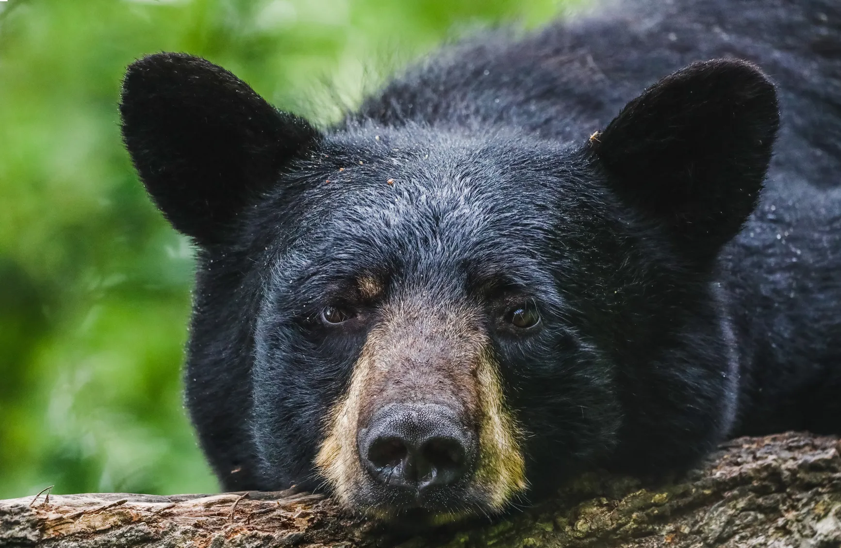 Rare Black Bear Spotted in Illinois: Sixth Sighting in 16 Years