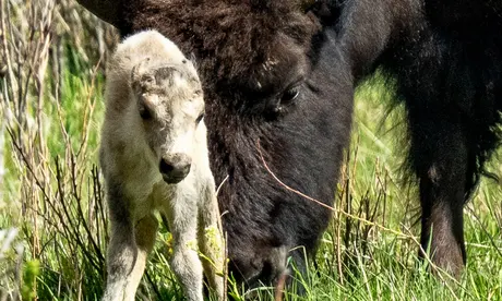 Sacred White Buffalo Disappears from Yellowstone, Sparking Concern