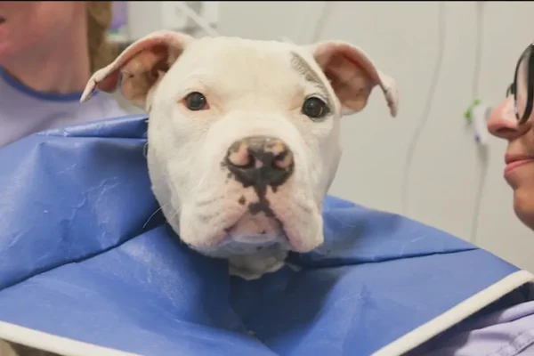 Dog Named Jefferson Recovers from Illness and Is Now Available for Adoption at PAWS Chicago