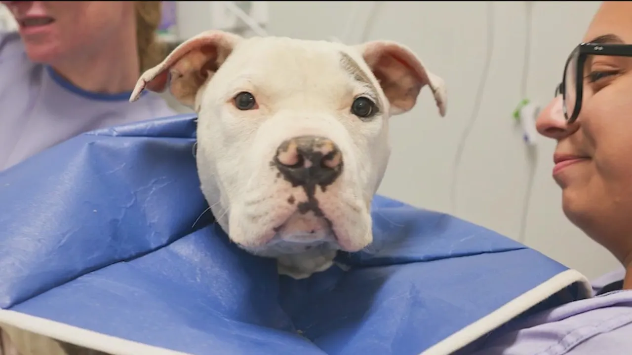 Dog Named Jefferson Recovers from Illness and Is Now Available for Adoption at PAWS Chicago