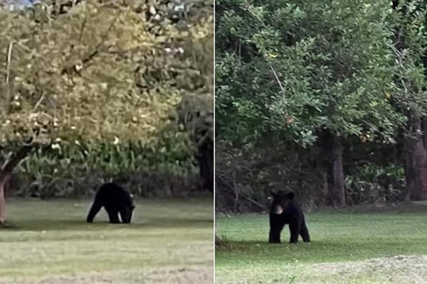 Black Bears Roam Southern Illinois: Sightings Reported in Several Counties