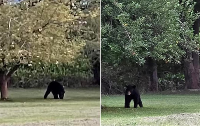 Black Bears Roam Southern Illinois: Sightings Reported in Several Counties