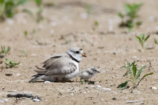 Montrose Beach Celebration: Piping Plover Pair Welcomes Four Chicks