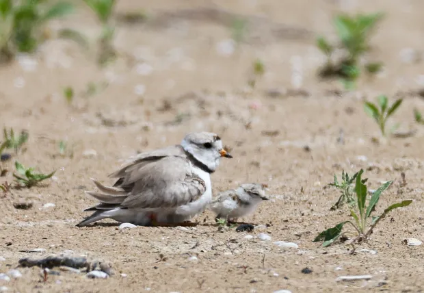 Montrose Beach Celebration: Piping Plover Pair Welcomes Four Chicks