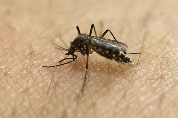 CDC Issues Dengue Warning Following Record Cases in the Americas