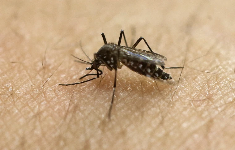 CDC Issues Dengue Warning Following Record Cases in the Americas