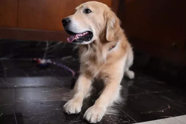 Breaking: Eden Family Reunites with Dog Lost in Tornado Chaos