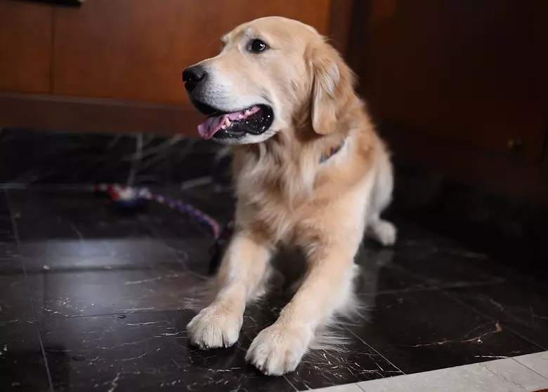 Breaking: Eden Family Reunites with Dog Lost in Tornado Chaos