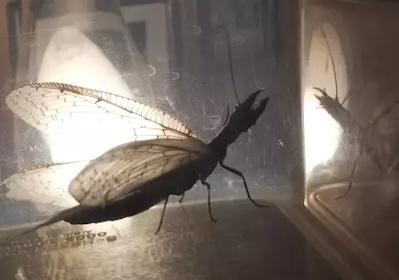 Why You Should Capture and Release, Not Kill, This Giant Scary Bug in New York