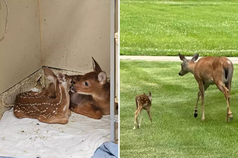 Pecatonica, IL Abuzz Over Fawn Separation from Mother Causes Local Stir