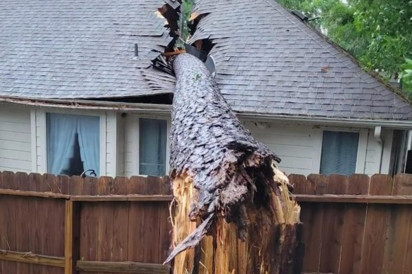 Houston Mother Fights for Justice After Rotten Tree Destroys Home in Hurricane Beryl