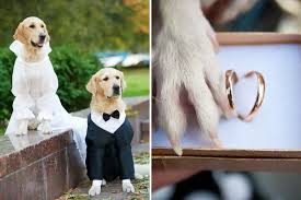 Illinois Dog Wedding Delights Attendees at Montrose Beach